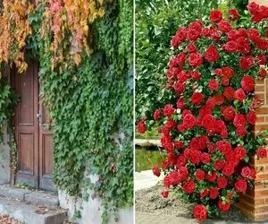 گیاهان همیشه سبز و مقاوم مختص ایجاد دیوار سبز در تمام فصول / پوشش آلاچیق و دیوار حیاط