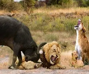 جذابیت حیات وحش؛ بوفالو ددمنش بعد کشتی فرنگی با شیرهای قسی دوتارو بهم گره زد