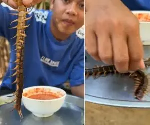 غذای زنده ؛ اگه دل نداری نبین هزارپا رو زنده میخوره/ خودشم میترسه سوسکه اونجا چی میگه