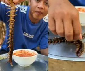 غذای زنده ؛ اگه دل نداری نبین هزارپا رو زنده میخوره/ خودشم میترسه سوسکه اونجا چی میگه