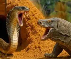 مستند حیات وحش؛ در نبرد نیش سمی اژدهای کومودو و شاه کبری چه کسی فائق آمد