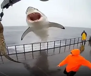 معماری طبیعت؛ ماهیگیرا غذای کوسه رو گرفتن برنتابید اومد زهره شونو ترکوند