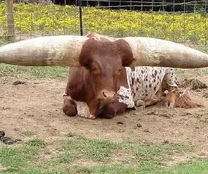 گاوهای باورنکردنی؛ فاصله بین شاخای این گاو غول 8 متره اون یکی رو شاخش شکل قلب