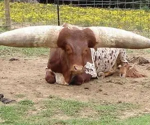 گاوهای باورنکردنی؛ فاصله بین شاخای این گاو غول 8 متره اون یکی رو شاخش شکل قلب