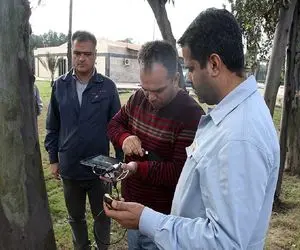 این عکس صدای همه را در آورده؛ پلاک کوبی درختان چقدر خطرناک است؟!