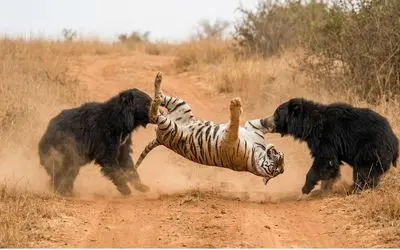 مستند حیات وحش؛ دوتا خرس خواهر فیتیله ببر رو پیچوندن