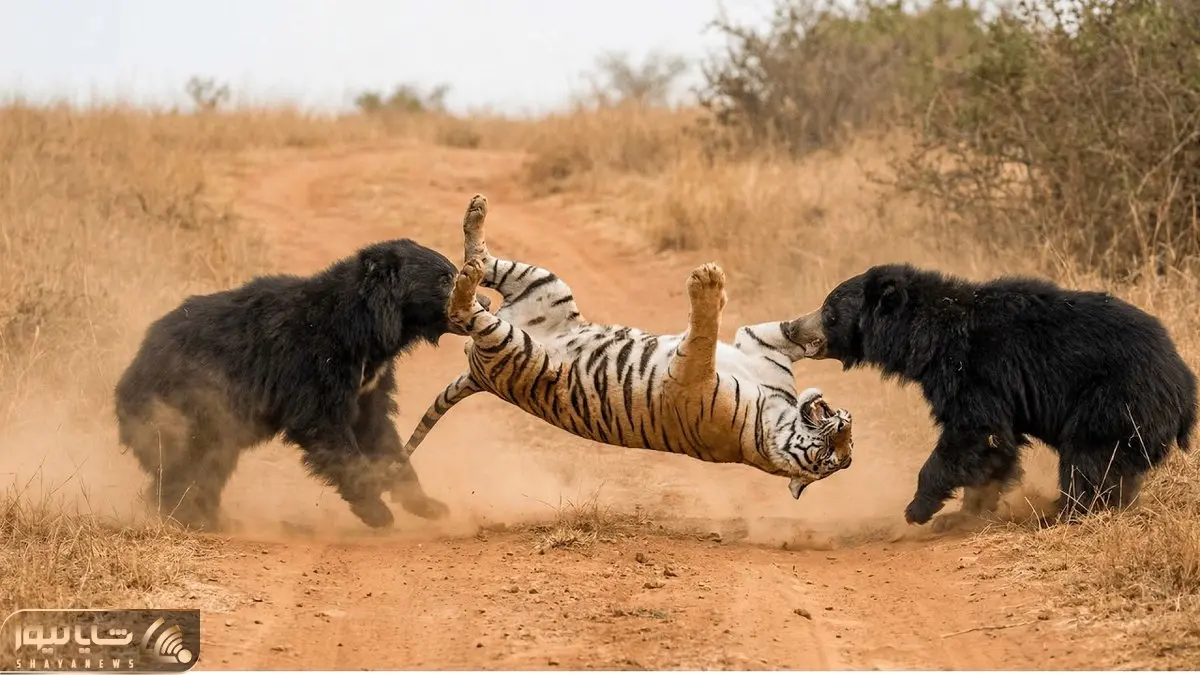 مستند حیات وحش؛ دوتا خرس خواهر فیتیله ببر رو پیچوندن