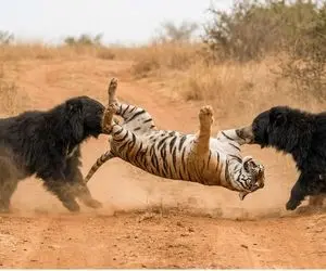 مستند حیات وحش؛ دوتا خرس خواهر فیتیله ببر رو پیچوندن