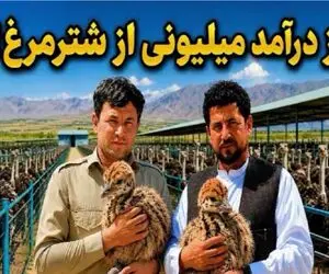 فرآوری شترمرغ؛ پرنده‌ای که از طلا هم سودآورتر است؟