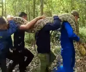 از جذابیت های حیات وحش؛ آقاهه و رفقای کله خرش پیتون غول رو انداختن کولشون 