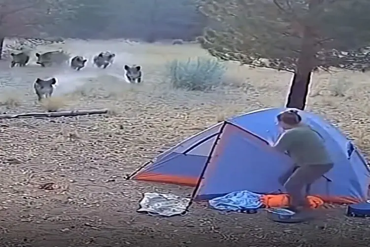 معماری طبیعت؛ گرازهای وحشی چادر مسافرتی زن رو تبدیل کردن به قبرش