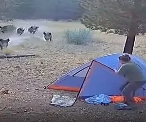 معماری طبیعت؛ گرازهای وحشی چادر مسافرتی زن رو تبدیل کردن به قبرش