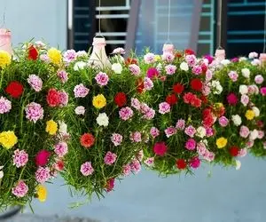 ایده های خلاقانه؛ این گل های آویز یه نمای لاکچری به تراس میده درست کردنش هم آسونه