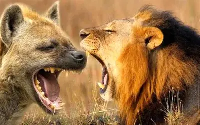 نبرد حیات وحش/کفتار های نامرد شکم شیر رو سفره کردند/جنگ خونینی که پایان نداشت