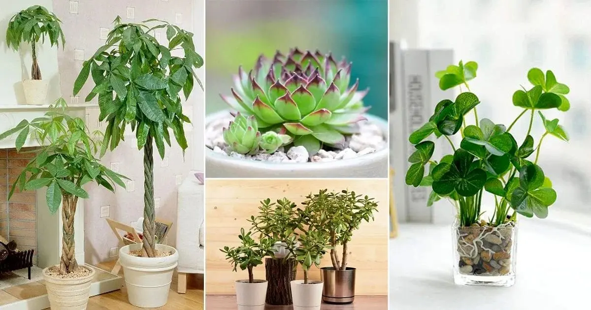 گیاهان آپارتمانی که خوش شانشی میارن