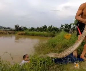 از جذابیت های حیات وحش؛ پیتون غول 600 کیلویی آقاهه و رفقای کله خرش رو گرخوند