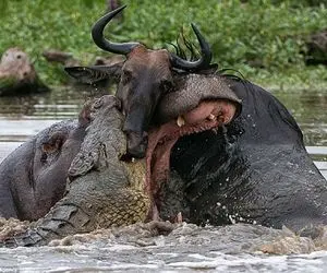 شاهکار حیات وحش؛ اسب آبی دهن گشاد وسط برکه از باسن شروع به بلع تمساح کرد