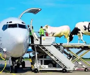 جابه جایی پرهیبت / میلیون ها تن گاو برای فرآوری با هواپیما ارسال میشوند