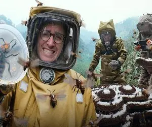 تفتیش طبیعت؛ بعد گرفتن عسل زنبورای وحشی تو تابه سرخ و به عنوان دسر میخورن