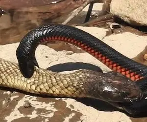 نارام زیان؛ پیتون ستبر یه مار که از خودش درازتره رو داره یواش تو خودش جا میده