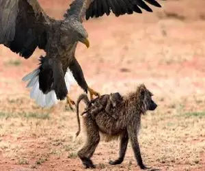 مستند حیات وحش؛ عقاب مهاجم بچه میمون دد را از آغوش گرم خانواده ربود