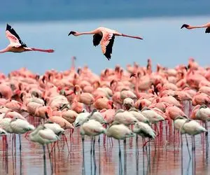 حیوانات جذاب؛ فلامینگوهای مهاجر اومدن شیراز از ذوقشون روی دریاچه مهارلو میرقصن