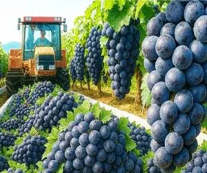 کشاورزی نوین؛ انگور با ماشین آلات مدرن کاشتن ثمره اش قد کله اشونه