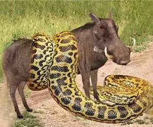 مستند حیات وحش / احدی از حلقه پیتون غول زنده باز نمی گردد