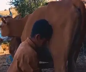آواز احساسی؛ پسر بچه شر و شیطون موقع دوشیدن شیر گاو آهنگ روح لمس کنی خوند گاو مست شد