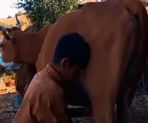 آواز احساسی؛ پسر بچه شر و شیطون موقع دوشیدن شیر گاو آهنگ روح لمس کنی خوند گاو مست شد