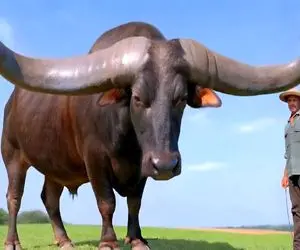 گاوهای کوه پیکر / گاو شاخ دار زیبایی و قدرت را ترکیب می کند و تخیل را به چالش می کشد