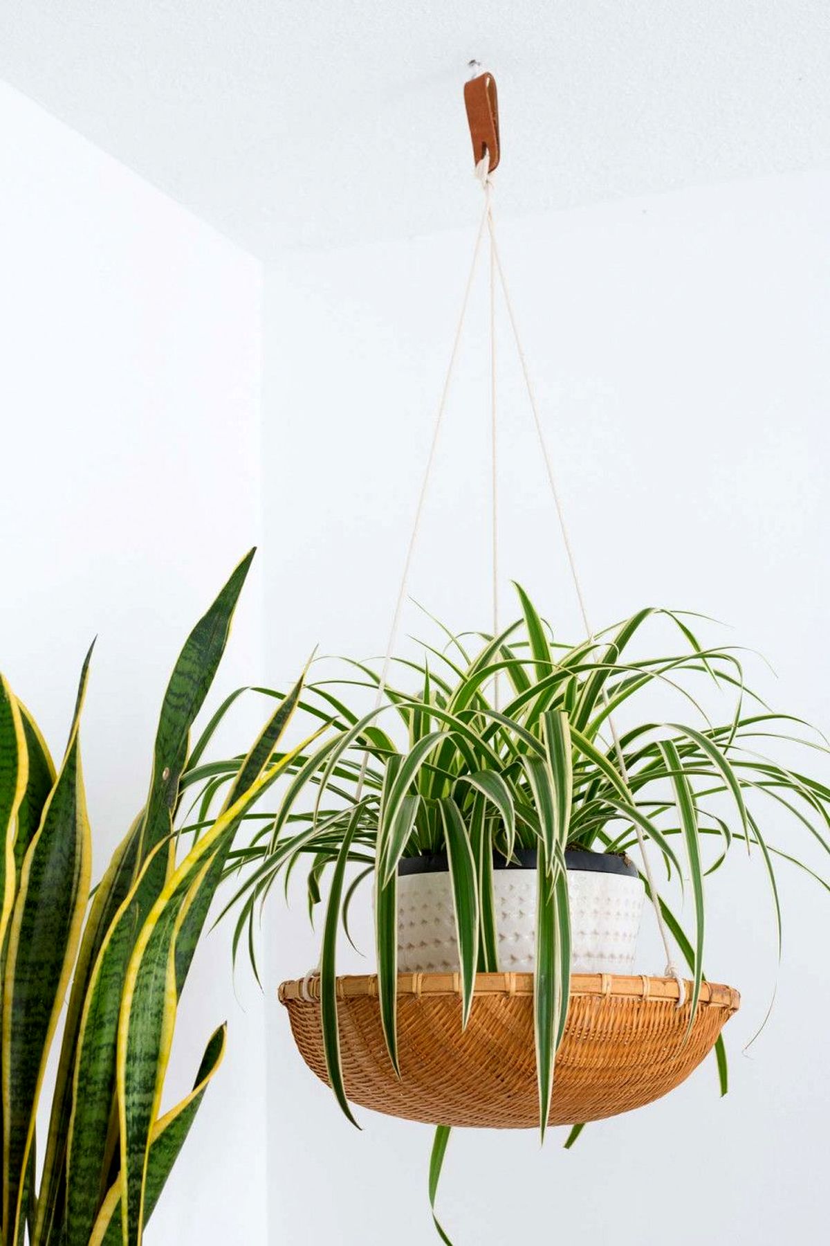 گیاهان آپارتمانی خاص و جذاب