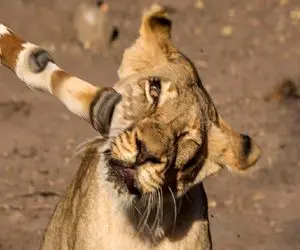 بدایع حیات وحش؛ زرافه دراز ناز با پا پوزه شیر ددی که به بچه ش حمله کرد پوکوند
