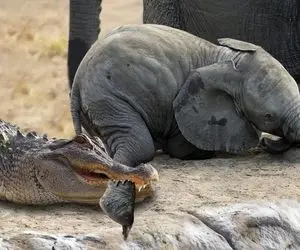 نارام زیان؛ کروکودیل ددمنش کله گراز وحشی درحال آب خوردن و از جا کند فرار کرد