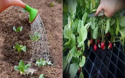 آپارتمانی‌ ها بخونن/ خودت تو گلدون خونه تربچه بکار، سبزی‌ فروش بیکار بشه