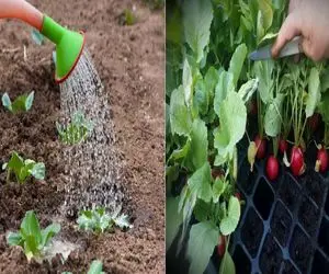 آپارتمانی‌ ها بخونن/ خودت تو گلدون خونه تربچه بکار، سبزی‌ فروش بیکار بشه