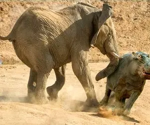 شاهکار حیات وحش؛ فیل وحشی نذاشت اسب آبی آب بخوره با خرطومش از وسط نصفش کرد