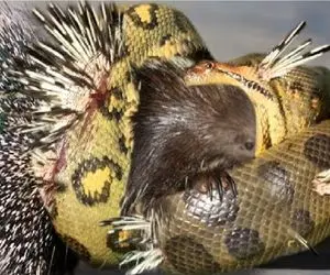 مستند حیات وحش؛ جوجه تیغی عین مین رو کسی که نزدیکش میشه عمل میکنه