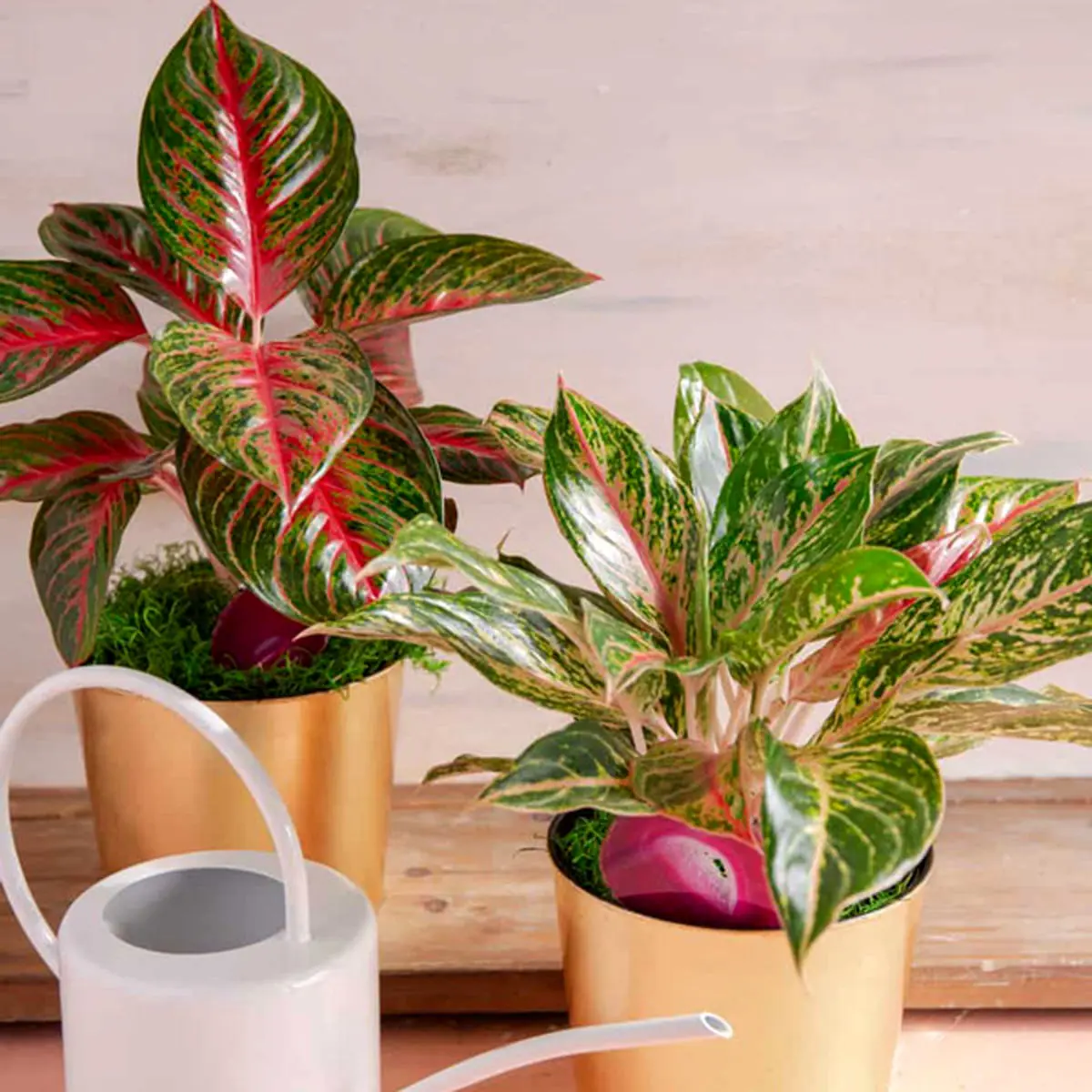 گیاهان آپارتمانی سخت جان در سرما