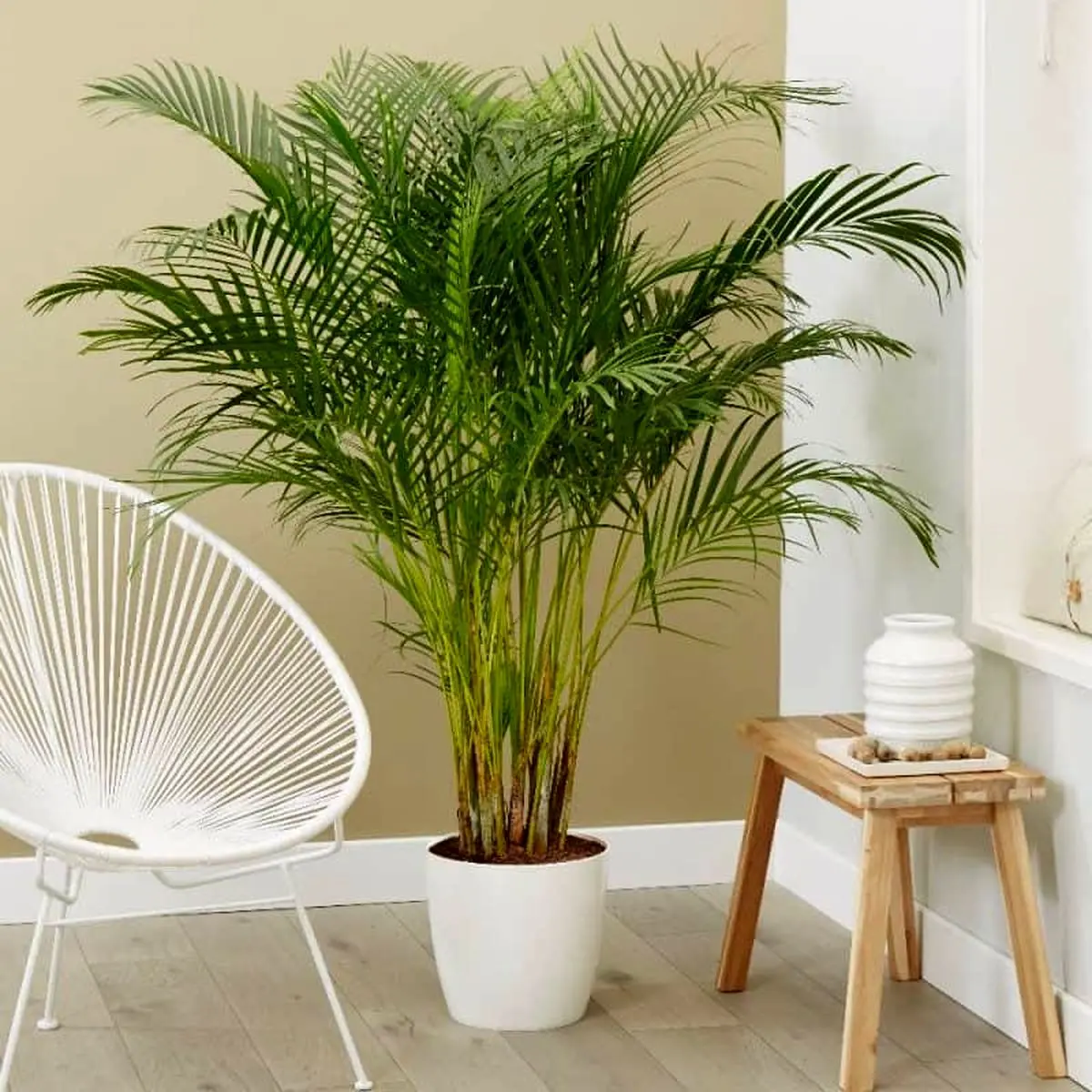 Areca-Palm-4