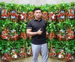 کشاورزی خلاقانه؛ آقاهه باغچه نداره روی دیوار خونش توت فرنگی کاشته یه خروار محصول داده