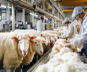 دامداری مدرن؛ بره رو میذارن تو دستگاه استرلیزه یه هفته ای پروار شه اسلایسی بفروشن