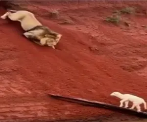 بر مدار وحش؛ شیر نه تنها بره رو چپاول نمیکنه از مهلکه هم میرهاندش