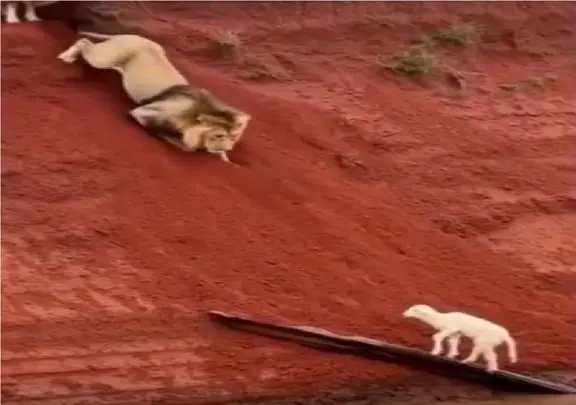 بر مدار وحش؛ شیر نه تنها بره رو چپاول نمیکنه از مهلکه هم میرهاندش