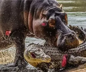 مستند حیات وحش؛ تمساح و لات بازیاش که تا اسب آبی میاد غلاف میکنه