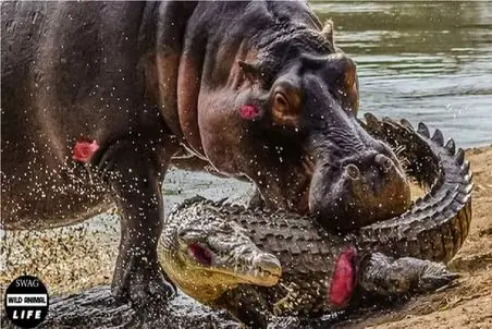 مستند حیات وحش؛ تمساح و لات بازیاش که تا اسب آبی میاد غلاف میکنه