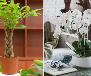 گیاهان آپارتمانی که خوش شانسی میارن / آفریده هایی که هم به شدت خوشگل هستن هم خوش یُمن