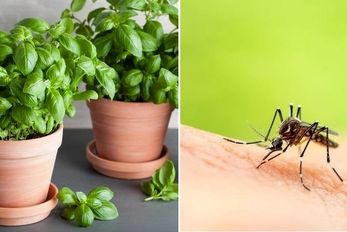 ترفندهای خونگی برای دفع حشرات / هوا داره گرم میشه باید بدونی چجوری حشرات رو فراری بدی