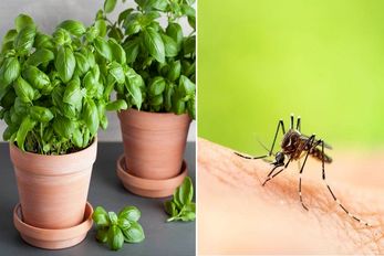 ترفندهای خونگی برای دفع حشرات / هوا داره گرم میشه باید بدونی چجوری حشرات رو فراری بدی