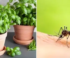 ترفندهای خونگی برای دفع حشرات / هوا داره گرم میشه باید بدونی چجوری حشرات رو فراری بدی